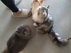 -飞行喵MR PILOT|猫舍·猫咖(静安大融城店)