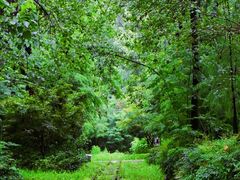 -合肥滨湖国家森林公园