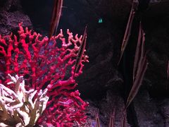 -暹罗海洋世界