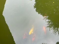 -秋霞圃