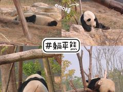 -成都大熊猫繁育研究基地
