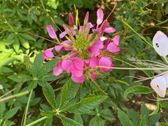 -石家庄市植物园