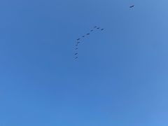 -盐城丹顶鹤湿地生态旅游区