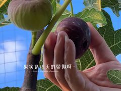 -菊园百果园