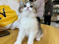 -柚子猫舍·精品猫舍购猫·猫咪认养·购宠·宠物店