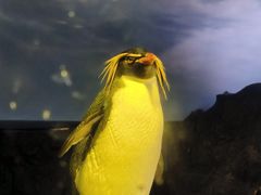 -新加坡飞禽公园