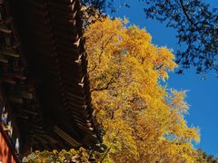 -潭柘寺景区