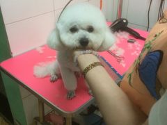 -喵宠乐园·撸猫互动·猫舍