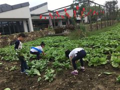 -田园东方蜜桃村的田野营地