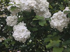 -苏州上方山国家森林公园