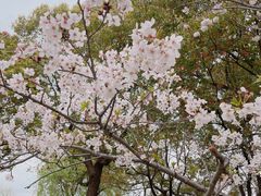 -高东镇樱花园