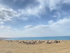 -青海湖国家重点风景名胜区