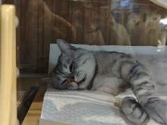 -御宝贝·A梦猫科宠物医院(国际猫友好医院)