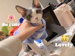 -猫大福·Fortune Cat猫舍(百子湾店)