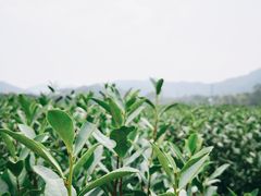 -中国茶叶博物馆(双峰馆区)