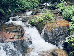 -莫里热带雨林景区
