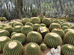 -深圳仙湖植物园