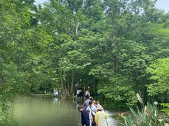 -桤木河湿地公园