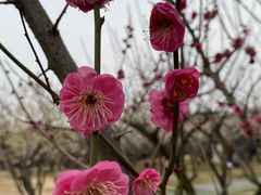 -香雪海