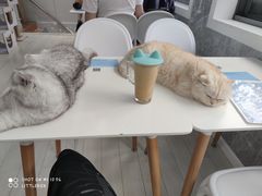 -喵的天空名猫咖啡馆·撸猫·猫舍·用品