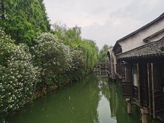 -乌镇西栅景区