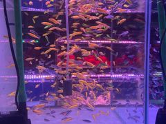 -花鸟鱼虫鲜花绿植市场(玉泉路店)