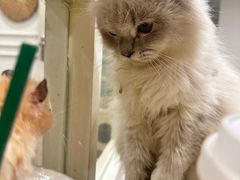 -楼上猫咖(罗湖店)