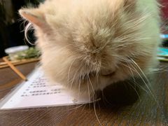 -猫色咖啡·猫咖