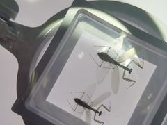 -上海昆虫博物馆