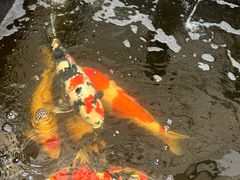 -御茶膳房皇家糕点博物馆(北京首店)