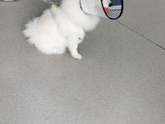 -凯瑞希宠物医院·狂犬免疫·微创·皮肤科
