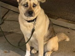 -Steveston Pizza Company (Richmond)