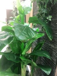 -芳朵美容养生SPA