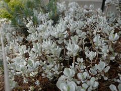 -墨尔本皇家植物园