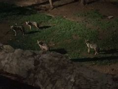 -清迈夜间动物园
