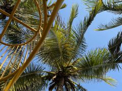 -三亚海棠湾万丽度假酒店