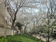 -武汉大学-樱园