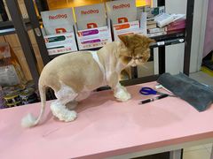 -喵百万·布偶·蓝金金渐层英短·猫舍(百子湾店)
