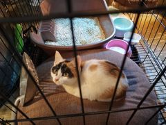 -猫猫幼稚园·撸猫·桌游·电玩