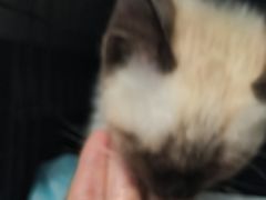 -瑞鹏瑞爱宠物医院·全科·猫科·血液透析中心(龙头寺店)