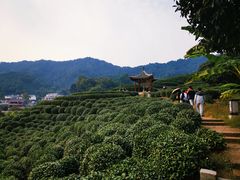 -龙井村