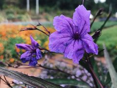 -紫海香堤香草艺术庄园