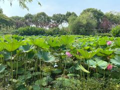 -滨海高尔夫俱乐部