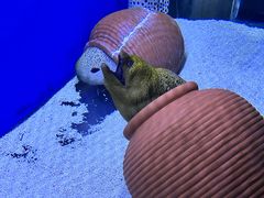 -江和美海洋公园