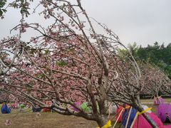 -海上田园