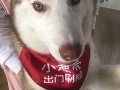 -Husky Go! 哈士奇体验馆·宠物咖啡厅狗咖