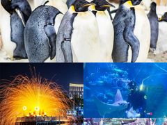 -海合安武汉极地海洋公园