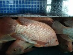 -徐记海鲜(梅溪新天地店)