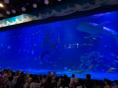 -烟台海昌鲸鲨海洋公园