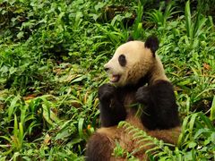 -中国大熊猫保护研究中心雅安碧峰峡基地